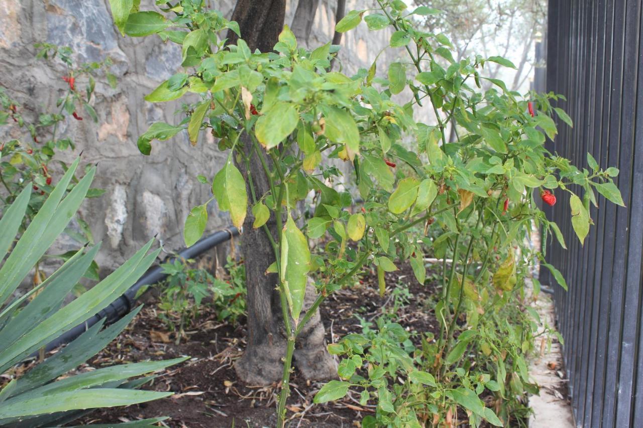 Asas Al Jabal Al Akhdar Apartments شقق أساس الجبل الأخضر Sayq エクステリア 写真